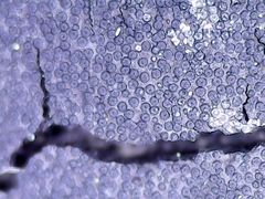 Graphostroma platystomum