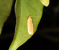 Danielithosia immaculata