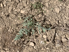 Cymopterus longipes