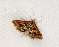 Diasemia accalis