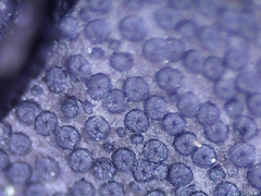 Graphostroma platystomum