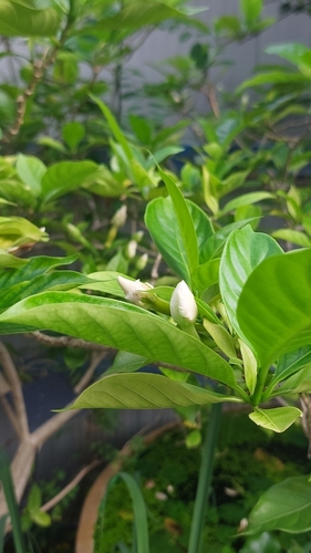 Gardenia jasminoides observed 2026-10-25