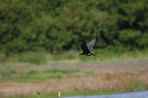 Plegadis chihi observed 2026-10-24