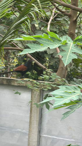 Centropus sinensis observed 2026-10-25