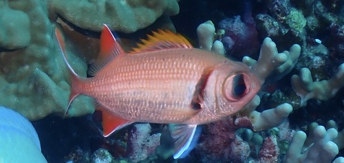 Myripristis, 2026-10-23