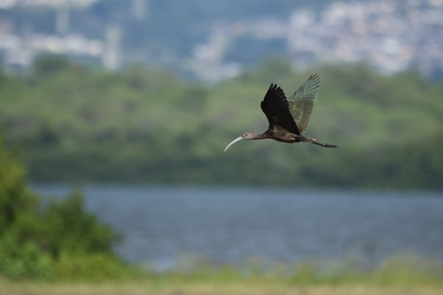 Plegadis chihi observed 2026-10-24