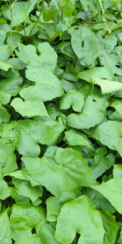 Mikania micrantha observed 2026-10-25
