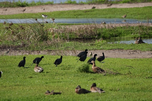 Fulica alai observed 2026-10-24