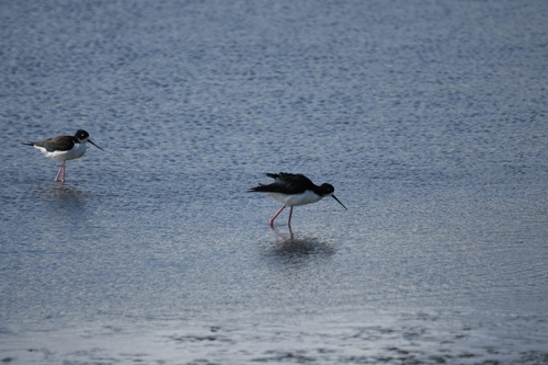 Himantopus mexicanus observed 2026-10-24