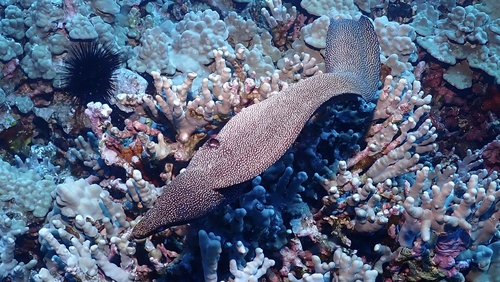 Gymnothorax meleagris observed 2026-10-23