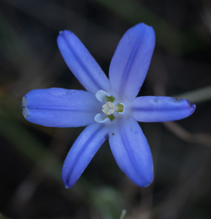 Brodiaea