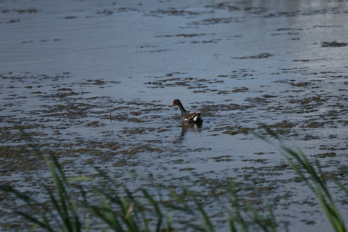 Gallinula chloropus observed 2026-10-24