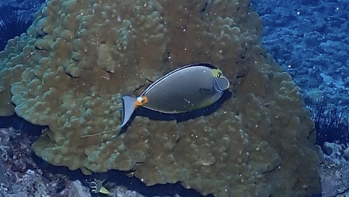Prionurus, 2026-10-23