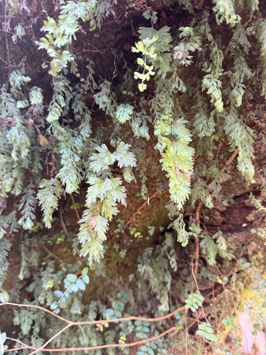 Hymenophyllum flabellatum observed 2026-10-23