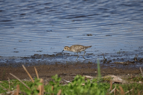 Pluvialis fulva observed 2026-10-24