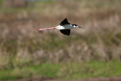 Himantopus mexicanus observed 2026-10-24