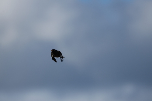 Acridotheres tristis observed 2026-10-24