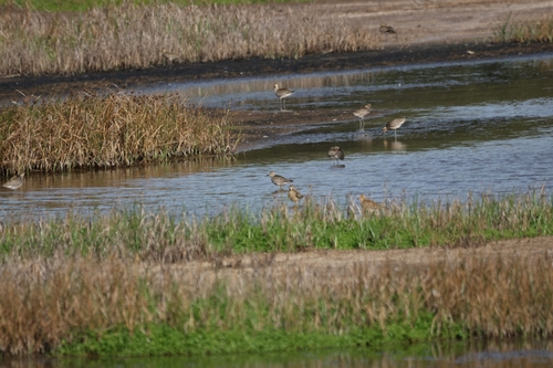 Pluvialis fulva observed 2026-10-24