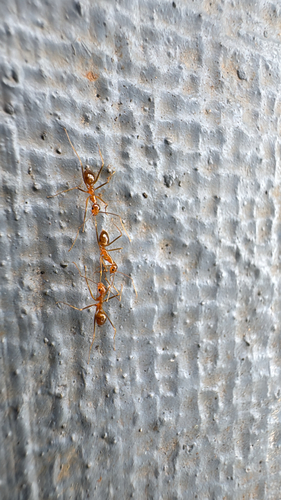 Anoplolepis gracilipes observed 2026-10-25