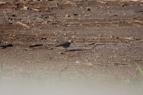 Geopelia striata, 2026-10-24
