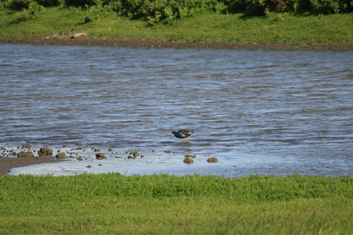 Gallinula chloropus observed 2026-10-24