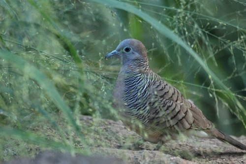 Geopelia striata, 2026-10-24