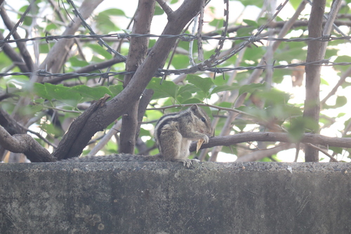 Funambulus pennantii, 2026-10-25