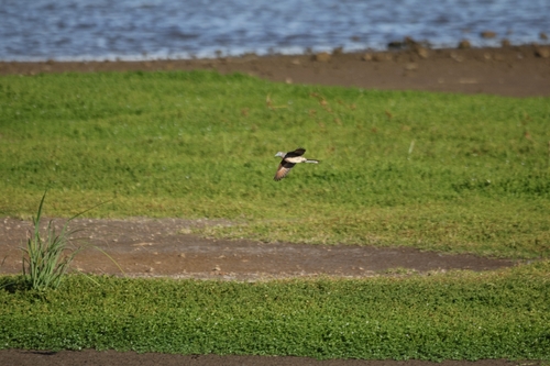 Geopelia striata, 2026-10-24