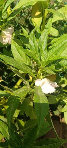 Impatiens balsamina observed 2026-10-25