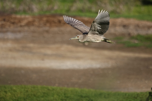 Nycticorax nycticorax, 2026-10-24