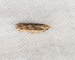 Hypatima venefica