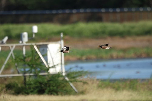 Acridotheres tristis observed 2026-10-24