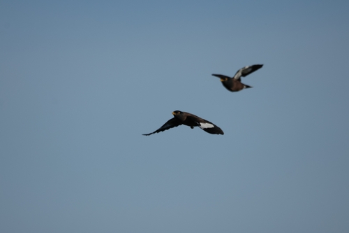 Acridotheres tristis observed 2026-10-24