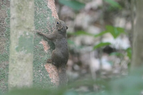 Sundasciurus, 2026-10-24