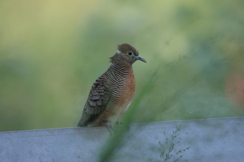 Geopelia striata, 2026-10-24