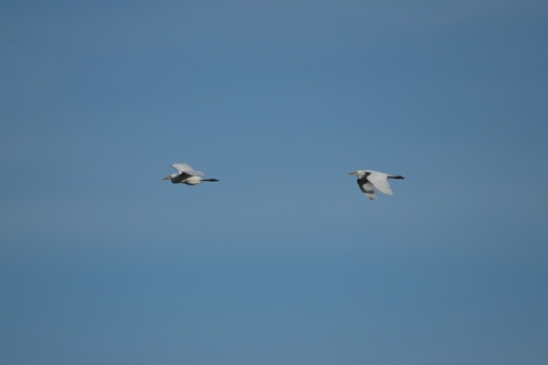 Bubulcus ibis observed 2026-10-24