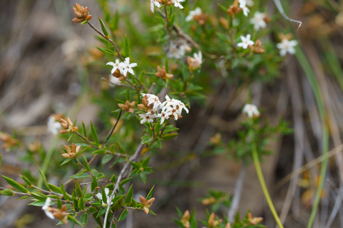 Leucopogon virgatus observed 2026-10-23