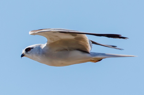 Elanus axillaris, 2026-10-24
