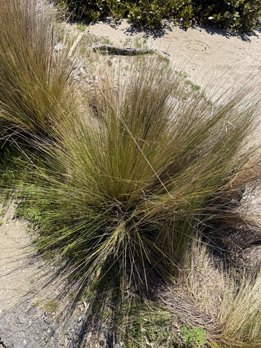 Austrostipa stipoides observed 2026-10-22