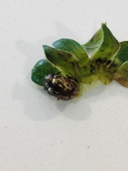 Calligrapha confluens