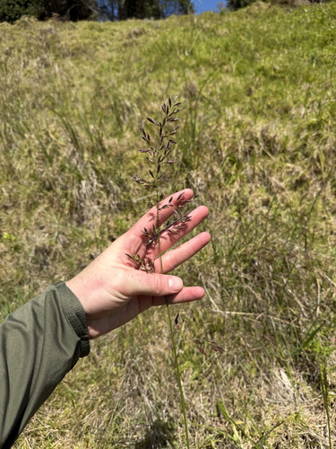 Festuca ovina observed 2026-10-22