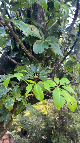 Neopanax arboreus observed 2026-10-25