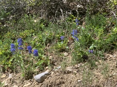 Penstemon cyananthus