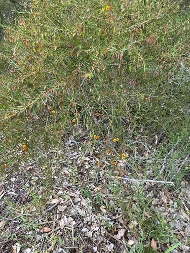 Bossiaea linophylla, 2026-10-25
