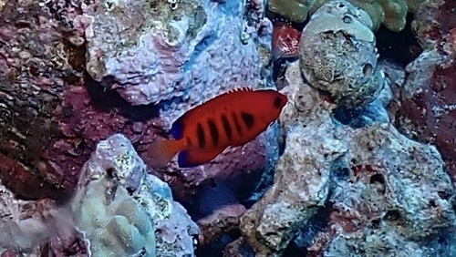 Centropyge loriculus observed 2026-10-23