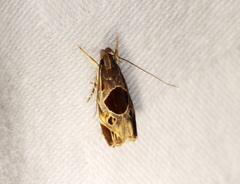 Helcystogramma hibisci