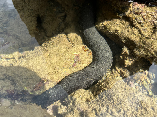 Holothuria leucospilota observed 2026-10-25