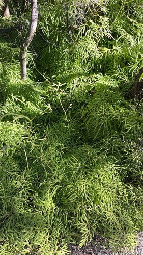 Pseudodiphasium volubile observed 2026-10-25