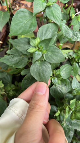 Dicliptera observed 2026-10-25