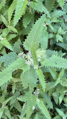 Urtica ferox observed 2026-10-25